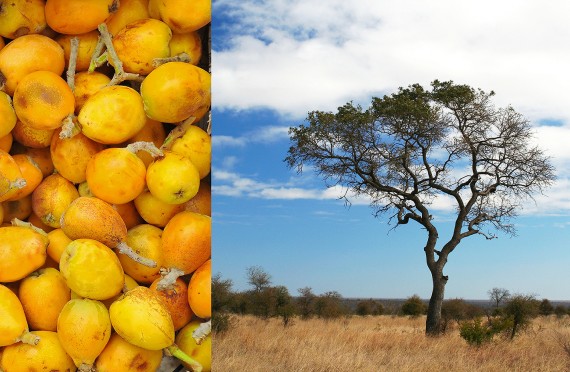 Các loại tinh dầu tốt cho da - Tinh dầu Marula