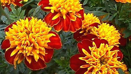 Cách dùng 5 loài hoa quen thuộc giúp da sáng mịn - 5