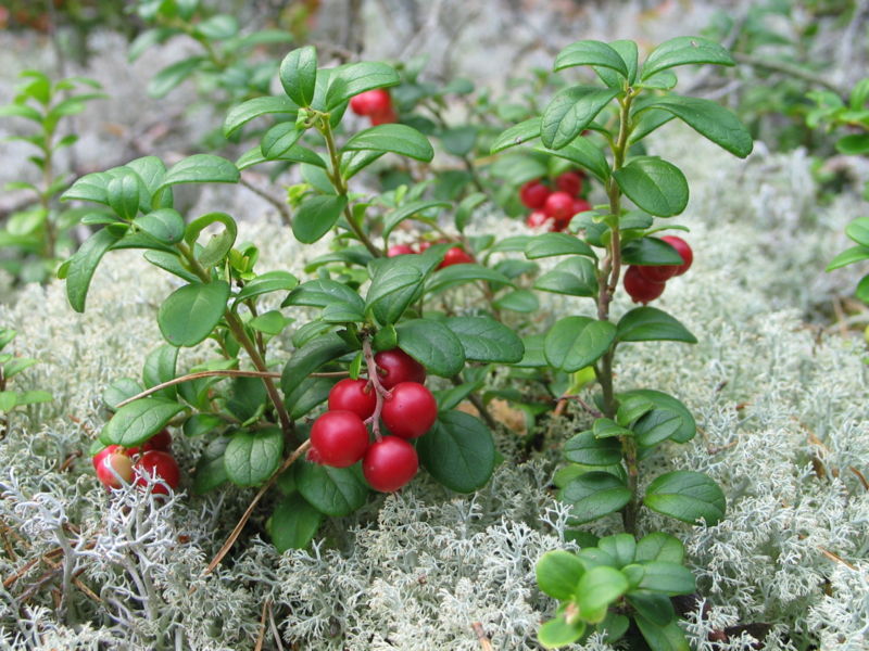 Các hoạt chất Arctostaphylos Uva-Ursi Leaf Extract (chiết xuất Bearberry) có tác dụng Ức chế tyrosinase & quá trình sản sinh melanin