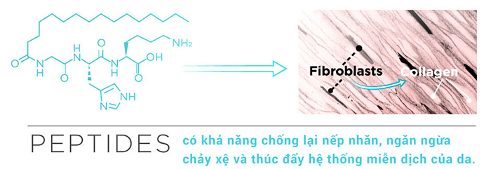 peptides-cuoc-cach-mang-chong-lao-hoa-4
