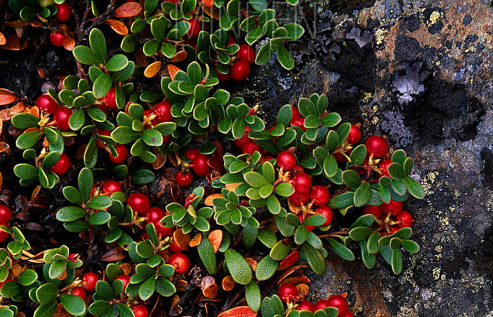 Arctostaphylos uva ursi là tên tiếng Latin của Bearberry