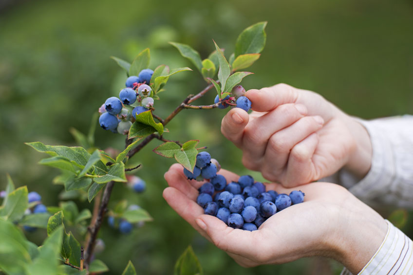 blueberry-vu-khi-tang-cuong-suc-khoe-ve-tre-dep-tu-thien-nhien-1