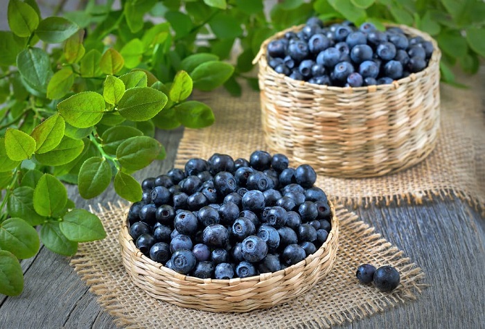Blueberry – “Vũ khí” tăng cường sức khỏe, vẻ trẻ đẹp từ thiên nhiên