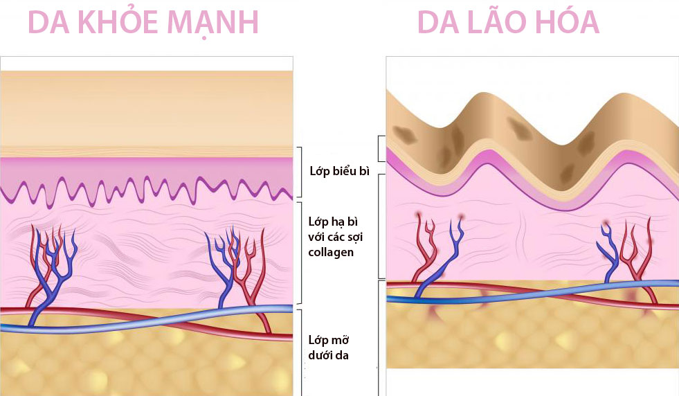 collagen-than-duoc-cho-lan-da-khong-tuoi-4