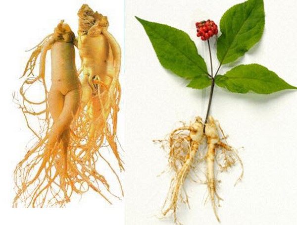 cong-dung-huu-ich-cua-nhan-sam-han-quoc-panax-ginseng-trong-duong-va-cham-soc-da-5