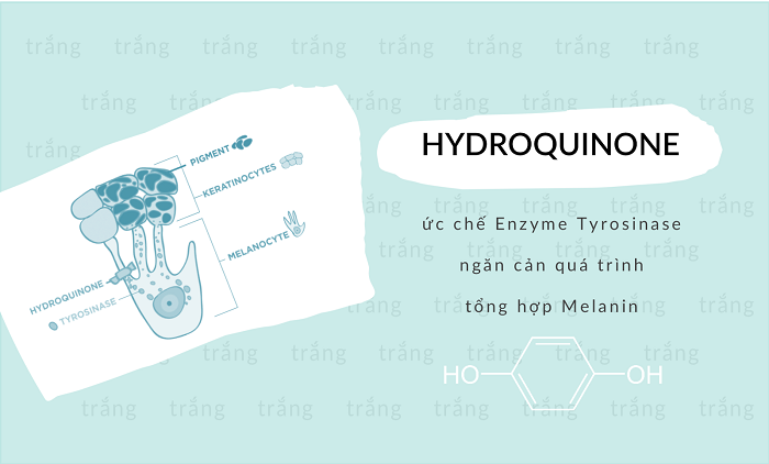 Thành phần Hydroquinone được sử dụng phổ biến trong giảm nám