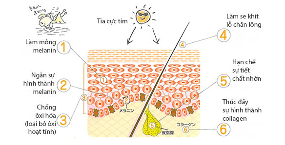 Vitamin C bảo vệ da dưới ánh nắng mặt trời