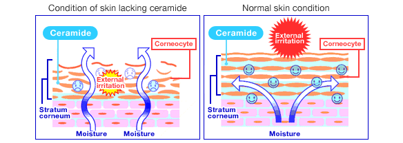 Niacinamide kích thích khả năng tự sản sinh Ceramide