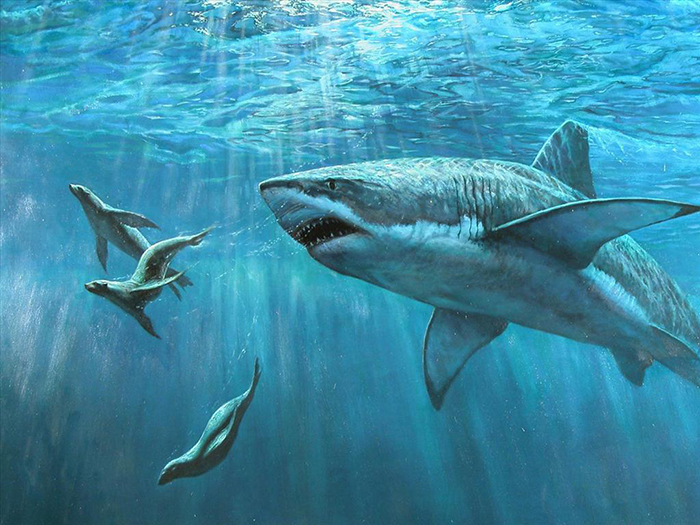 Gan cá mập là nguồn cung cấp Squalane dồi dào