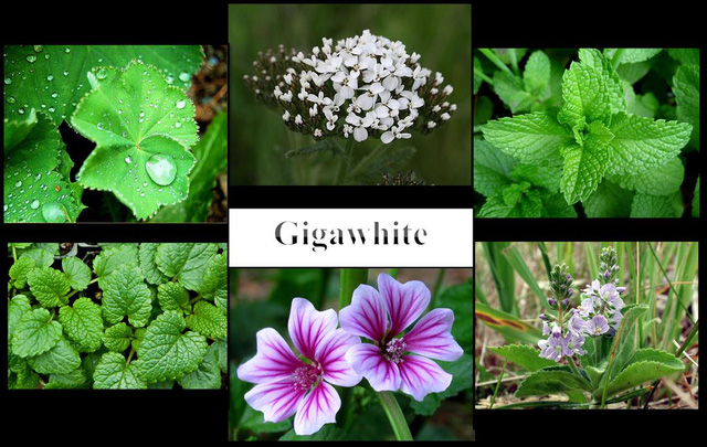 Gigawhite là sự phức hợp của 7 loại thảo mộc tinh khiết trong tự nhiên