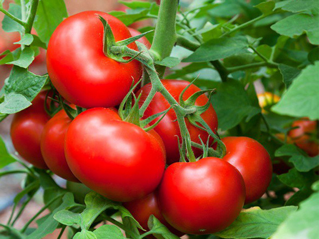 Cách chống nắng bằng cà chua 
