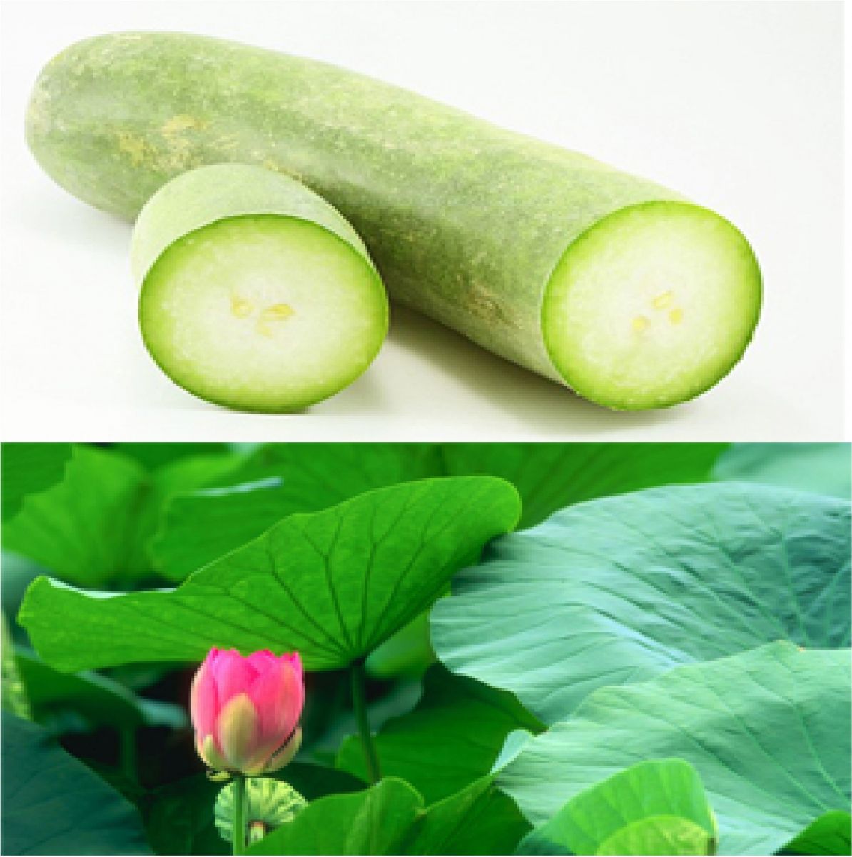 Bí đao kết hợp lá sen