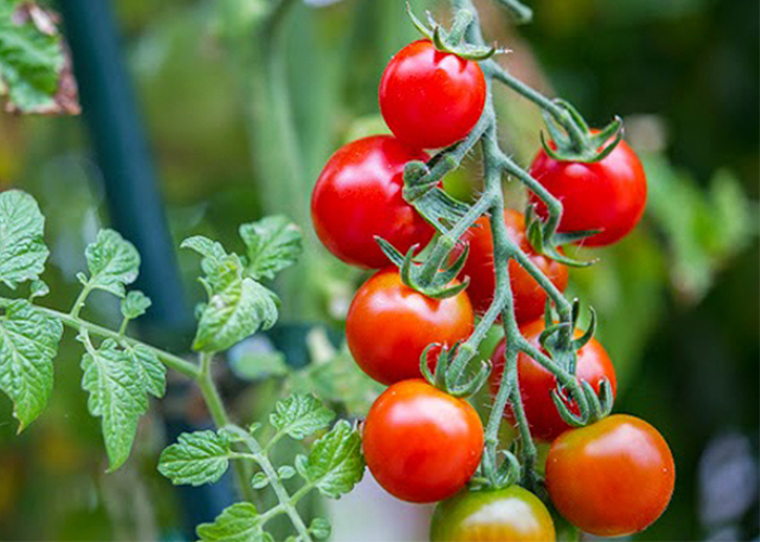 Cách chữa nám tàn nhang bằng cà chua