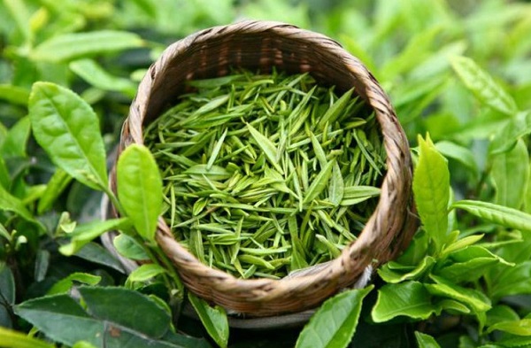 Trà xanh giúp cải thiện tình trạng làn da cháy sạm