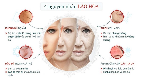 Nguyên nhân gây lão hóa da