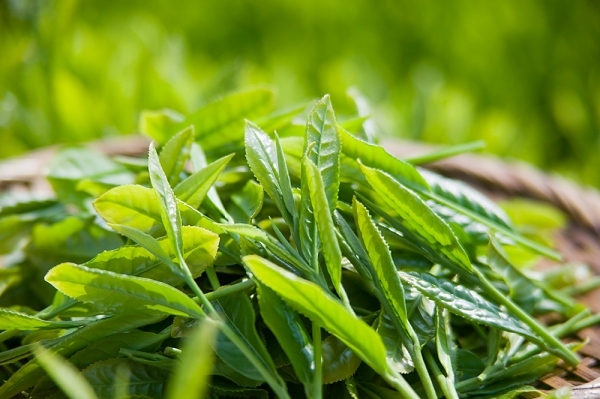 Cách chữa mụn mủ bằng lá trà xanh 