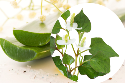 Trị mụn hiệu quả tại nhà với rau diếp cá