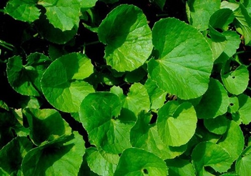 Trị mụn trứng cá: