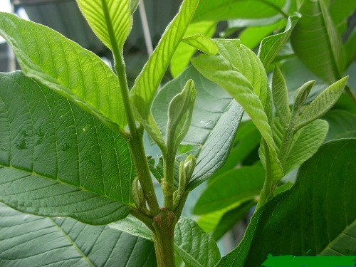 Lá ổi trị mụn