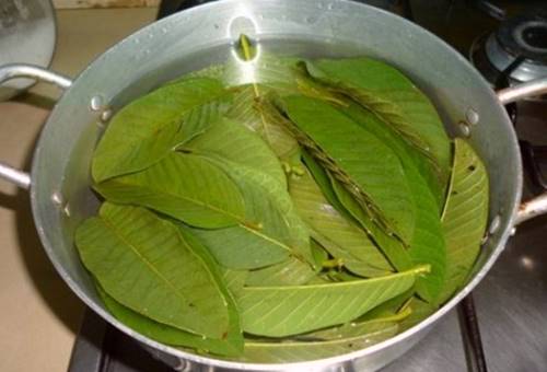 Trị hết mụn nhờ lá ổi