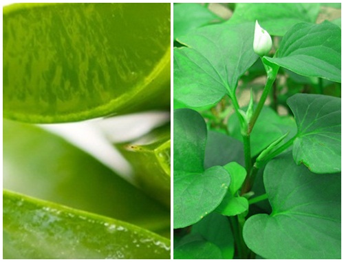 Hỗn hợp rau diếp cá – gel nha đam