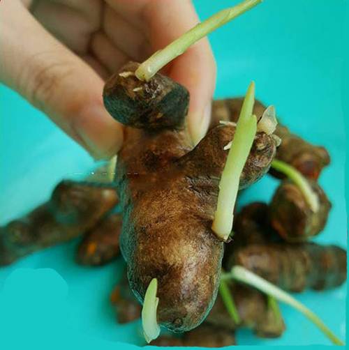 Sơ chế nguyên liệu: 