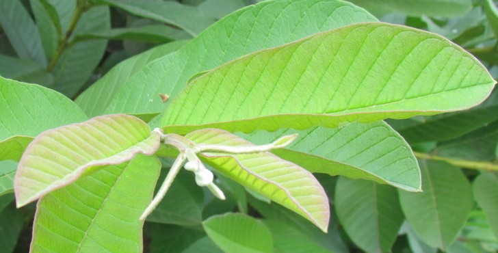 Trị hôi miệng