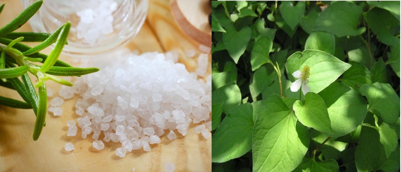 Diếp cá + muối hạt giúp da săn chắc, giảm nhờn