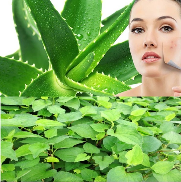 Diếp cá + lô hội trị mụn, làm mờ vết thâm