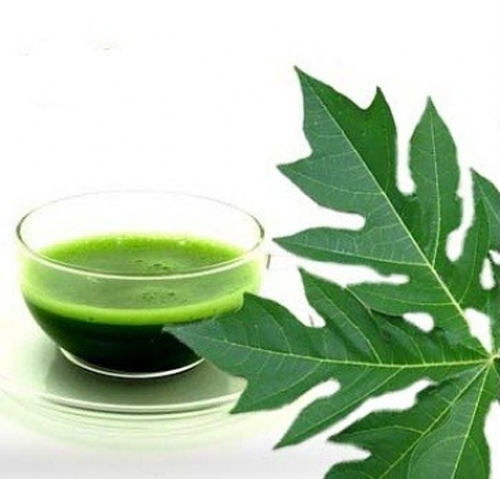 Nước ép đu đủ xanh và sữa tươi