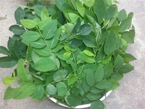 Rau ngót giảm nám và tàn nhang