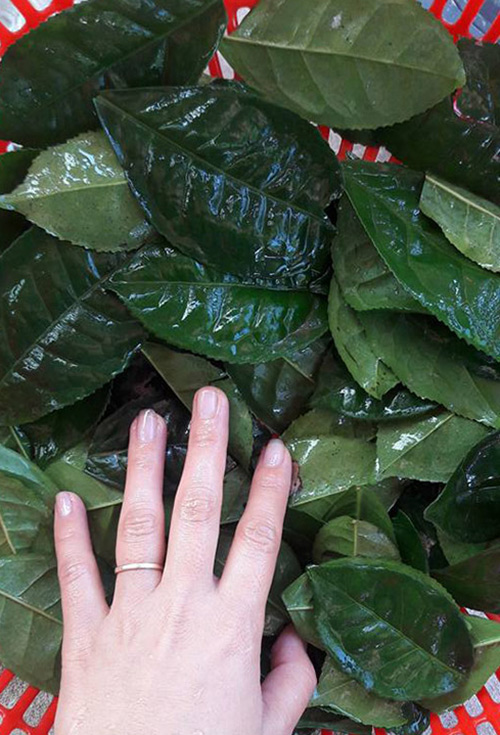 Nguyên liệu
