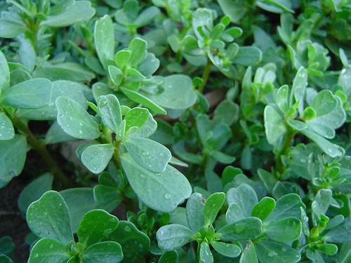 Trị mụn trứng cá
