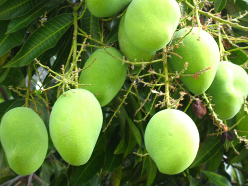 Trị nám, tàn nhang cấp tốc với xoài xanh