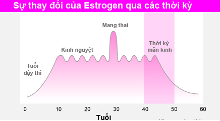 Sự thay đổi của estrogen qua các thời kỳ