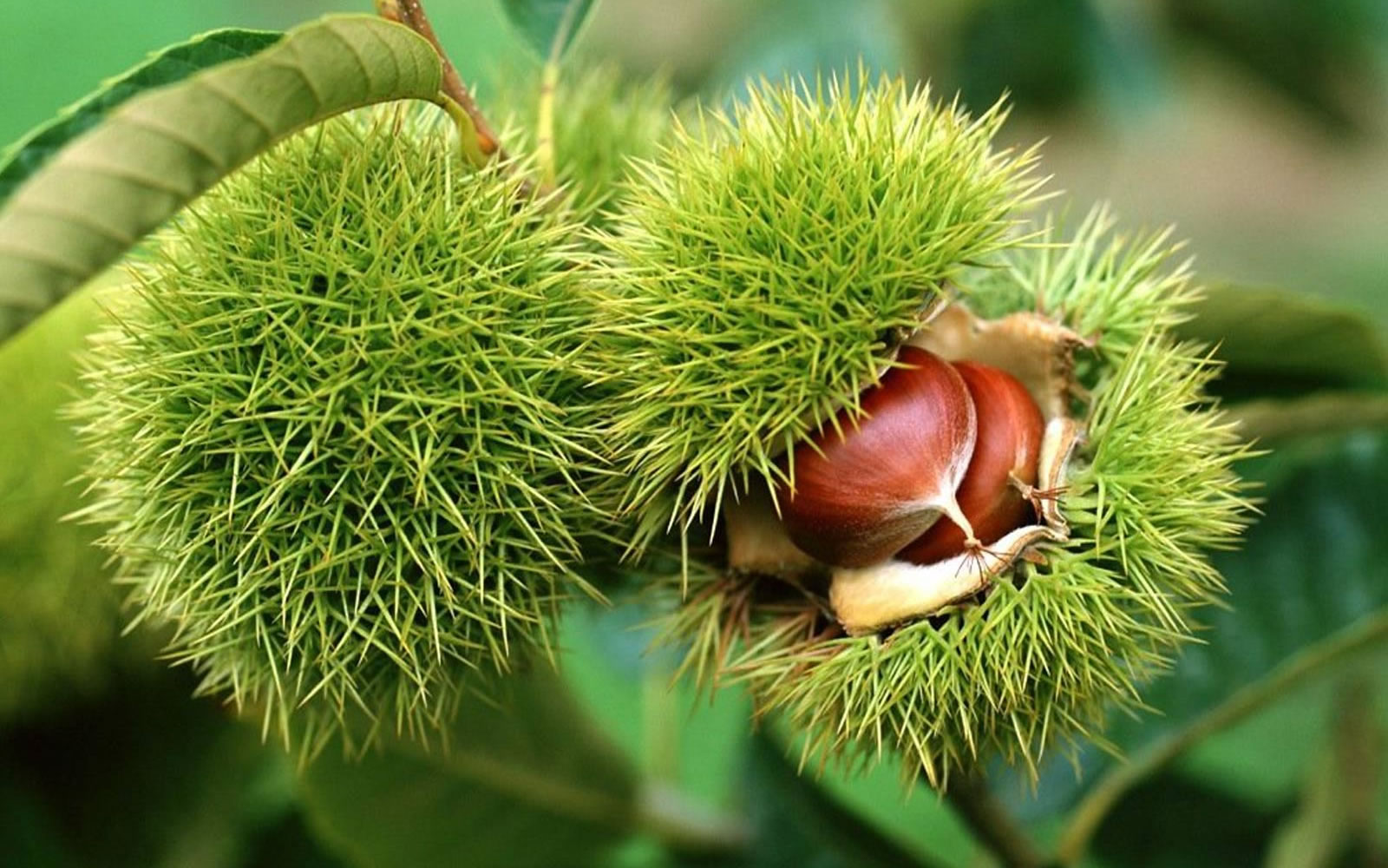 Bí quyết khỏe đẹp cùng hạt dẻ