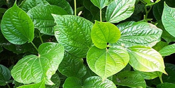 Trị tàn nhang bằng lá trầu không