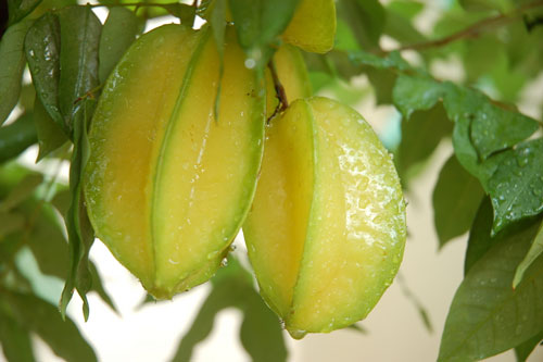 Trị mụn với khế chua an toàn, hiệu quả tại nhà