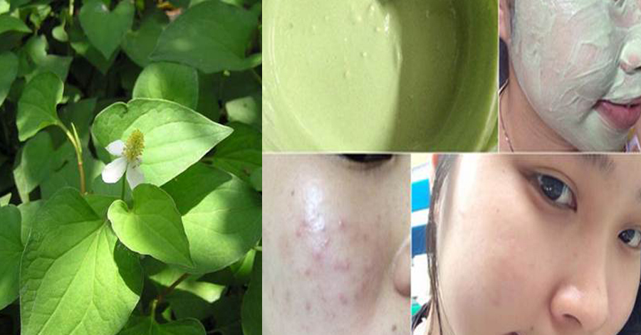 Sạch mụn, da trắng bóc chỉ sau 10 ngày uống sinh tố diếp cá đậu xanh