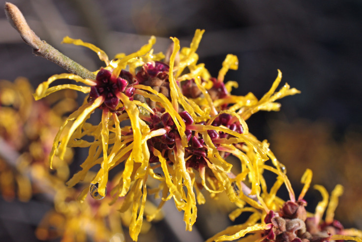 Làm đẹp toàn diện từ chiết xuất cây phỉ - WITCH HAZEL EXTRACT