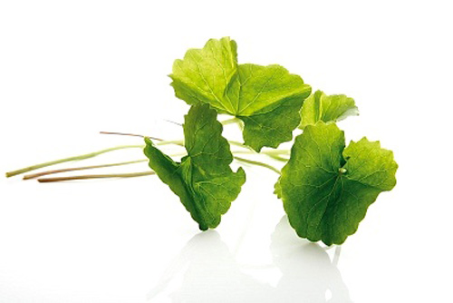 trị sẹo với rau má