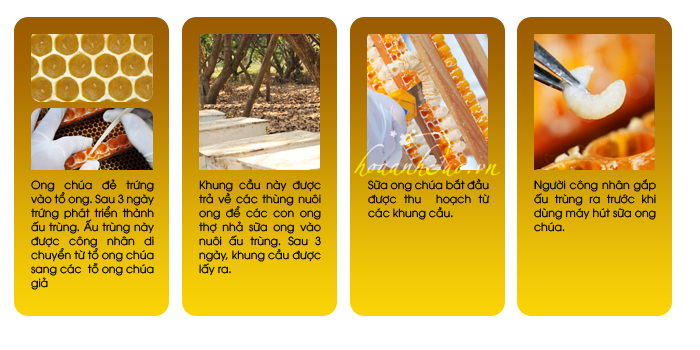 sua-ong-chua-sakura-royal-jelly-premium