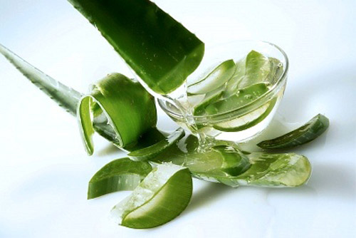 mọc mày với lô hội