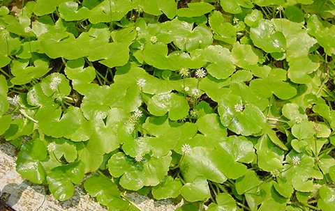 trị sẹo